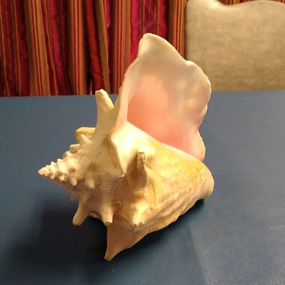 Vintage Cream and Pink Conch Shell  Beach Seashore Nautical Cottagecore